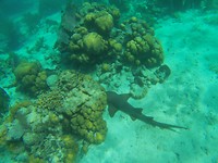 Snorkelen - haai