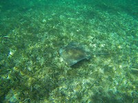 Snorkelen - rog