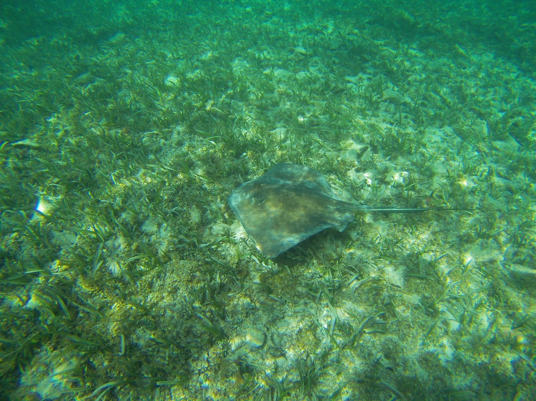 Snorkelen - rog