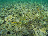 Snorkelen - vissen eten kreeft