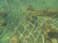 Snorkelen - zeepaardje