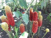 Bijzondere bloemen
