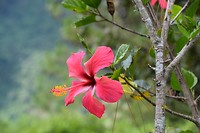 El Boquerón