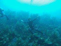 Als een vis in het water