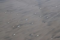 Schelpen