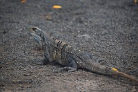 Leguaan