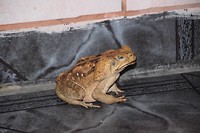 Dikke pad in ons hostel