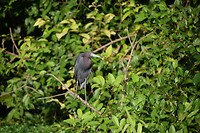 Vogel