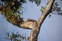 Iguana