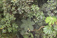 Monteverde cloud forest