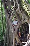 Ficus tree