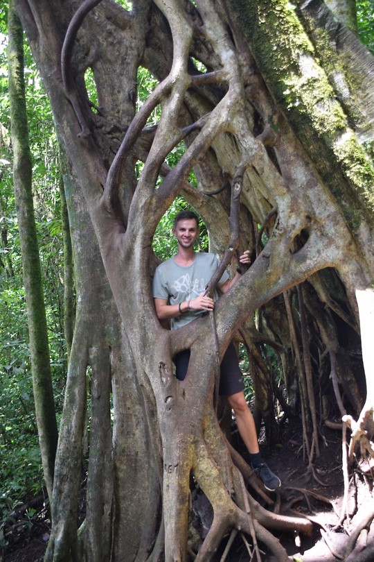 Ficus tree