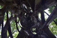 Binnenin de boom