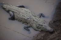 Enorme krokodil