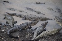 Het water zit hier bomvol krokodillen