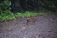 Agouti
