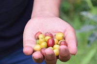 Koffie tour