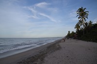Palomino