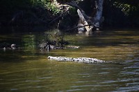 Alligator