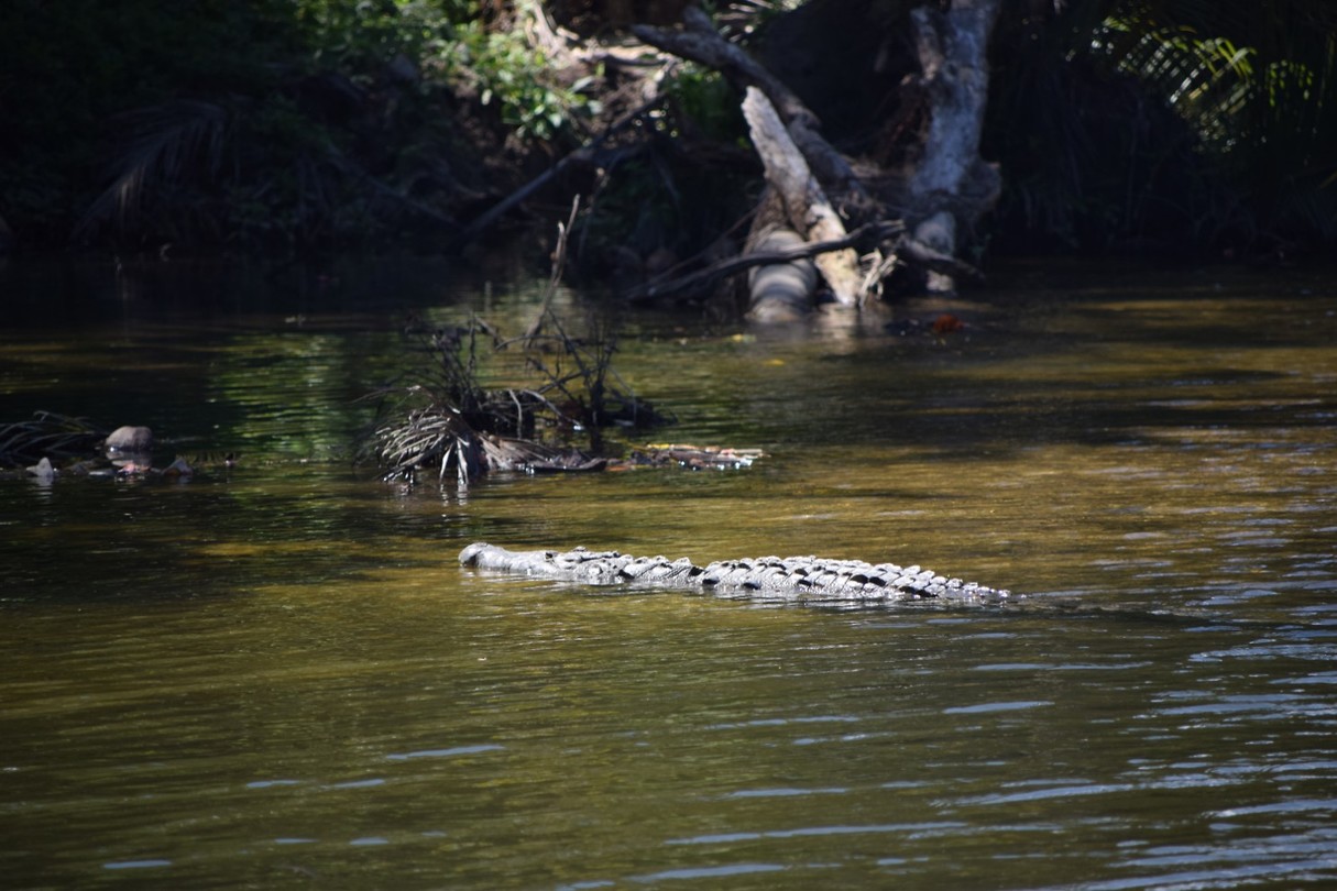Alligator