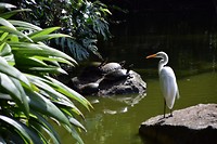 Schildpadjes en vogel