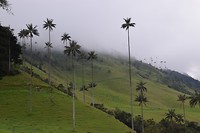 Spooky Cocora Valley