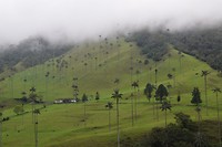 Spooky Cocora Valley