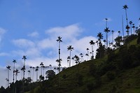 Cocora Valley