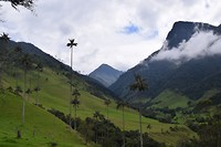 Spooky Cocora Valley