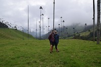 Cocora Valley