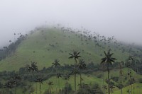 Spooky Cocora Valley