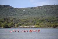 Flamingo's