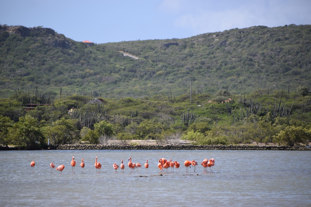 Flamingo's