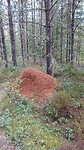 Een mierenhoop in het bos Järnboda