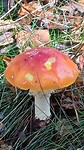 Paddestoel Järnboda