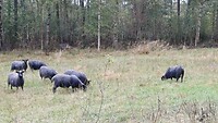 Schapen in het bos