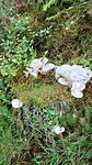 Deze paddestoelen zijn zo mooi.