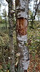 Dode boom met zwammen