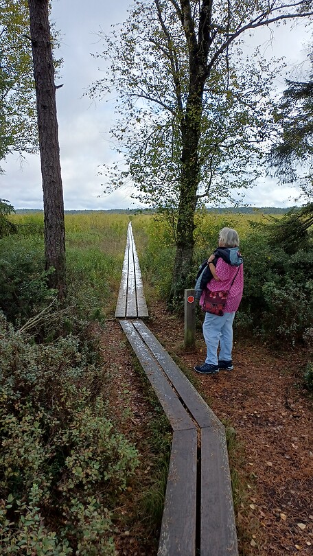 Vlonder pad van planken  dwars door het moeras van Store Mosse