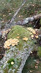 Paddestoelen