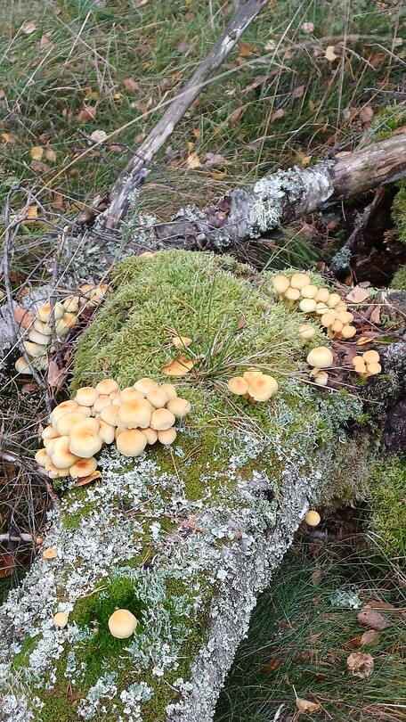 Paddestoelen