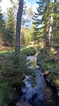Een stromend watertje in het bos Burseryd