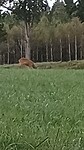 Een hert voor onze camper op het grasveld