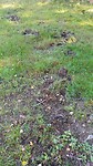 Zwijnen sporen in het bos Burseryd