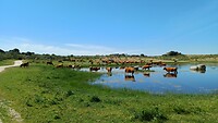 De koeien in het natuurgebied