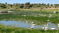 Allerlei vogels in het natuurgebied