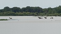 Het moeras met de paarden van El Rocio