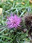 Nationale bloem/plant van Schotland