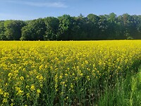 IMG_20220515_170341
