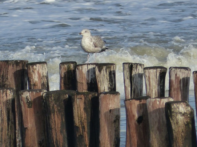 26 December 2015